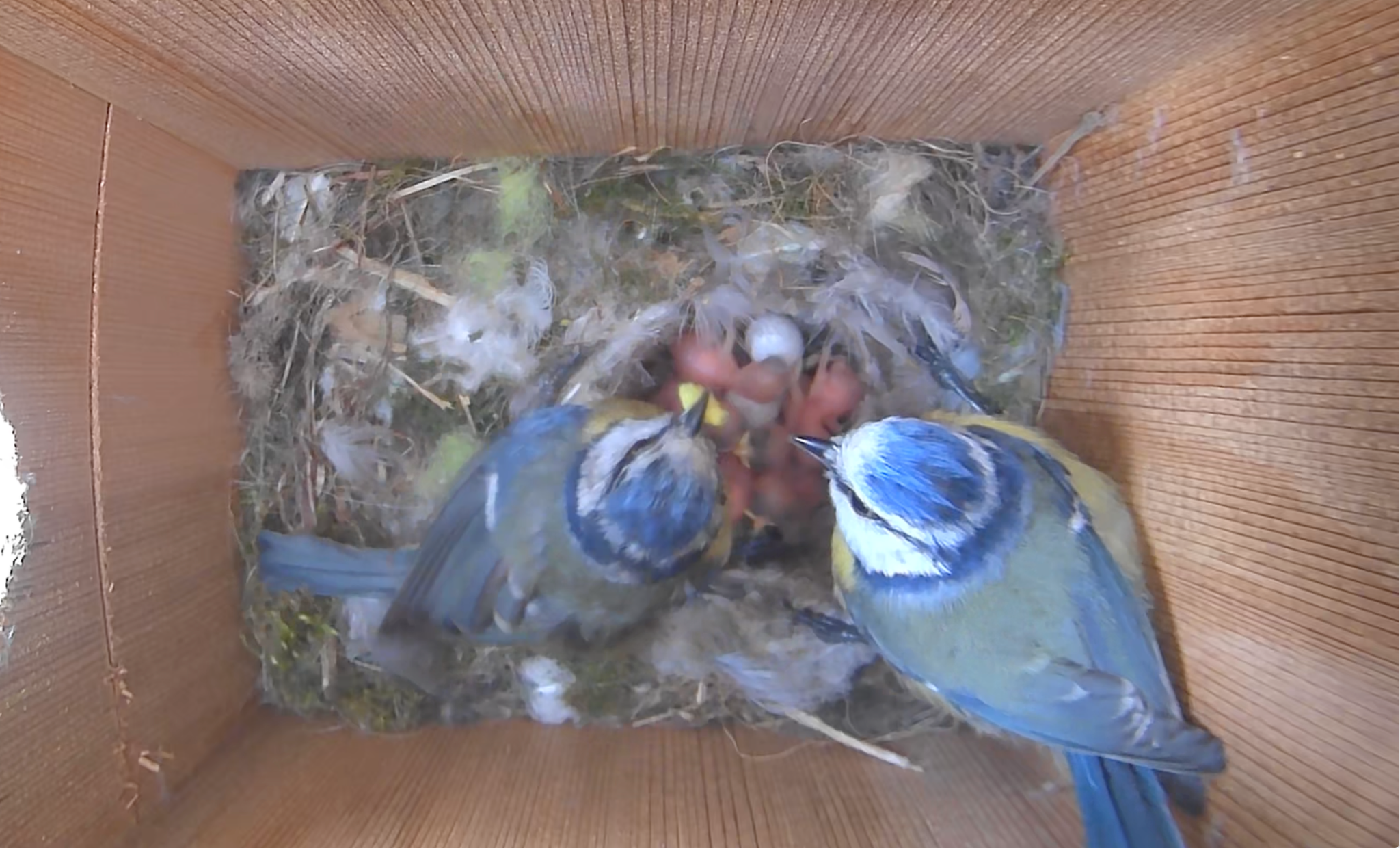 Hatching Time Nestera. Interior view of bird house can be seen. 2 birds and hatchlings can be seen in image.