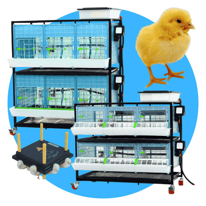 Chicken Supplies – Coops, Feeders, Nesting Boxes | Hatching Time