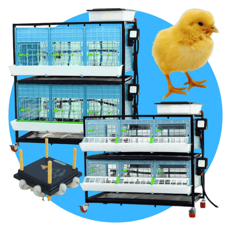 Hatching Time Cimuka. 9.5 inch and 15 inch brooders can be seen in image next to heating plate and chick.