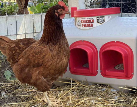 Chicken Feeder - 50 Pounds