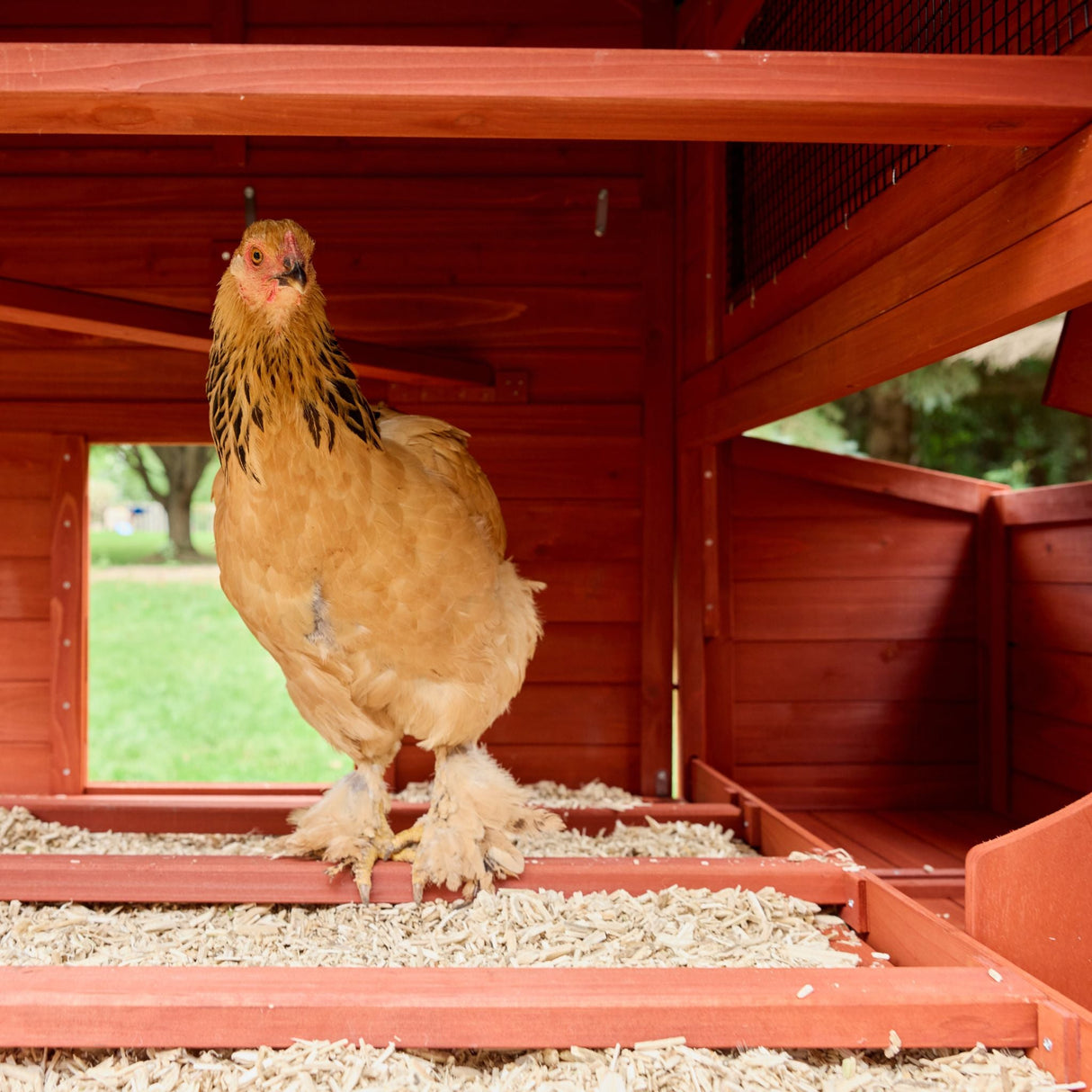 Chicken Coop for 6 Chickens - Orpington Lodge with Run Options