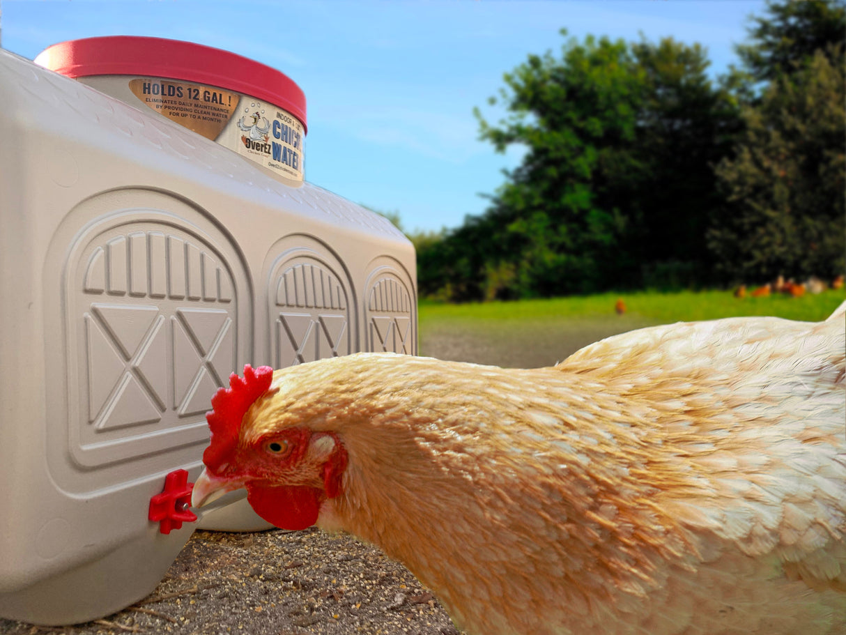 Chicken Waterer - 12 Gallon