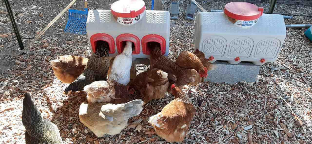 Chicken Feeder - 50 Pounds