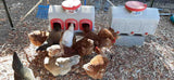 Chicken Feeder - 50 Pounds