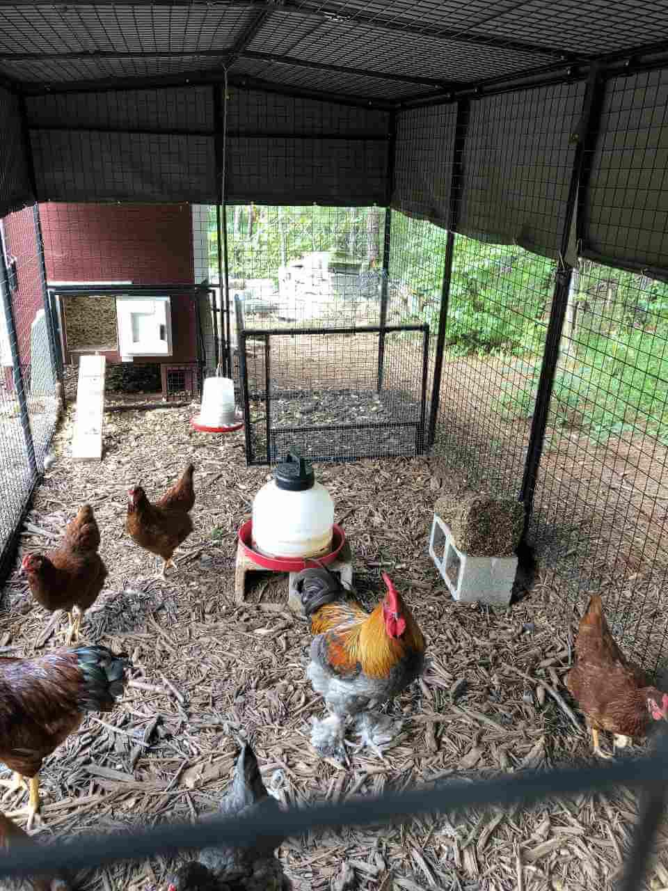 Walk-In 15 ft. Chicken Run