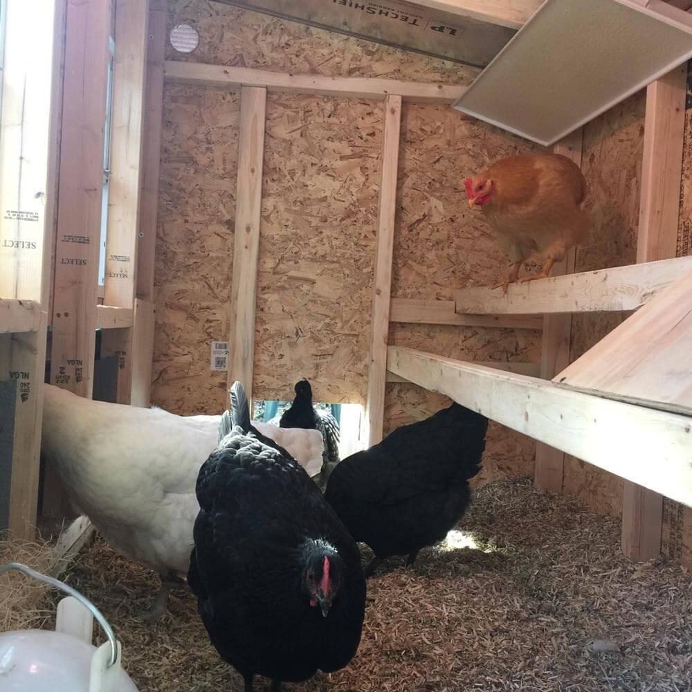 Chicken Coop - Medium (Up to 10 Chickens)