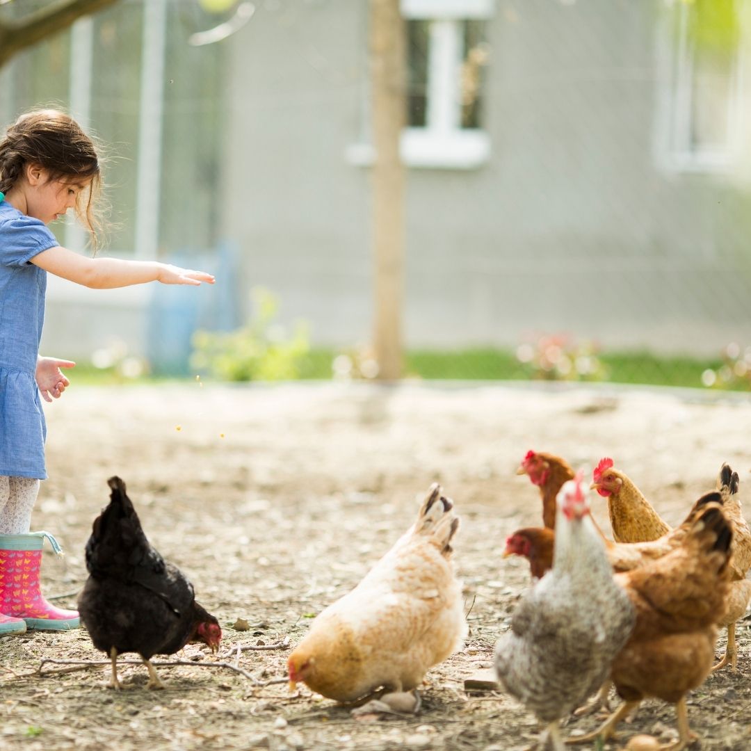 Hatching Time. A little girl can be seen standing with her arm outstretched next to 7 chickens grazing.