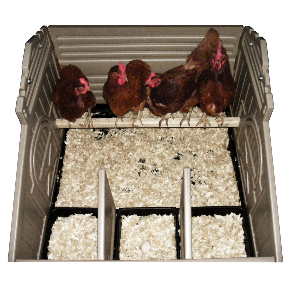Hatching Time. Standard Snaplock by Formex. 4 bird chicken coop roost view with 4 chickens