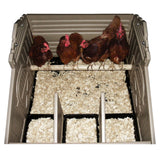 Hatching Time. Standard Snaplock by Formex. 4 bird chicken coop roost view with 4 chickens