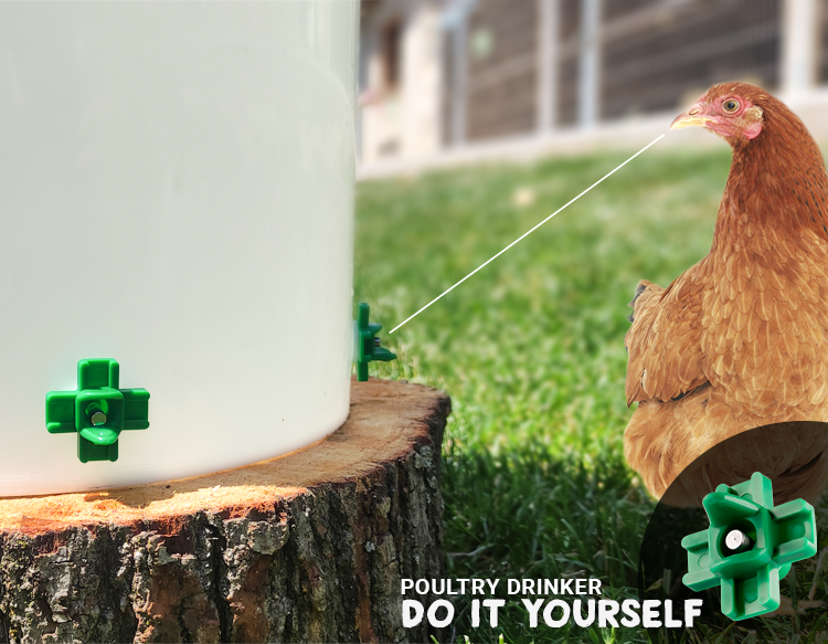 Chicken drinking from a DIY poultry drinker made of a white container and green valve on a grassy background.