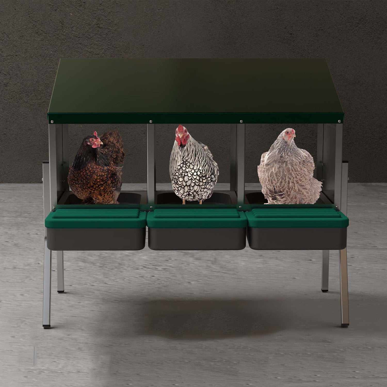 EggHouse galvanized 3-bay nesting box with roll-out trays and three laying hens inside compartments