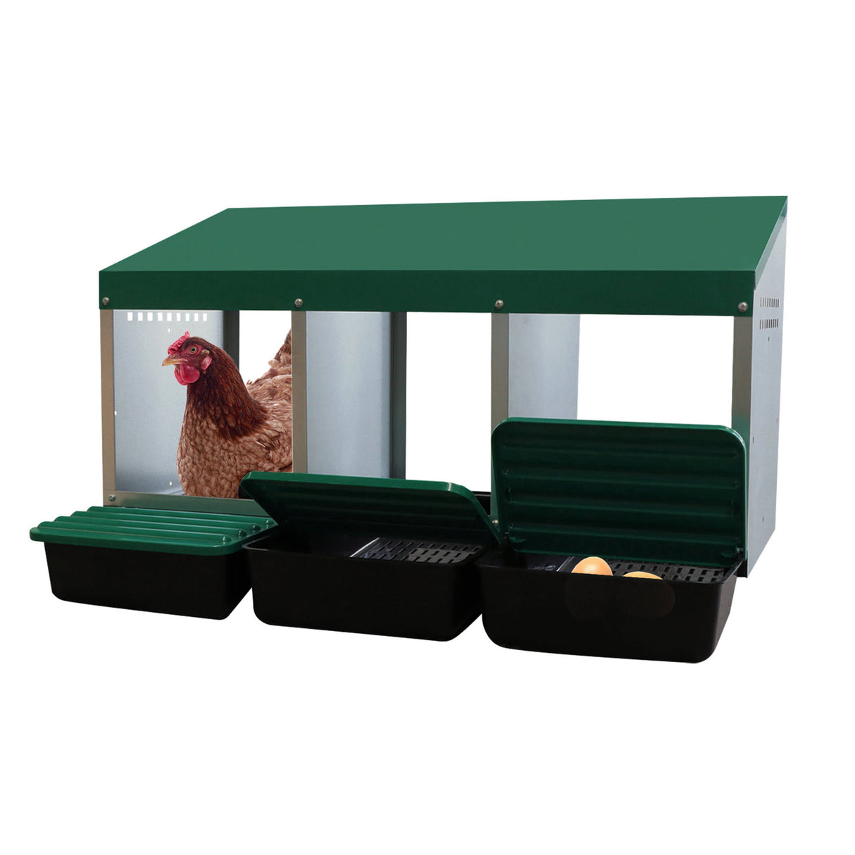 EggHouse galvanized 3-bay nesting box with roll-out trays open showing hen and freshly laid eggs for clean egg collection