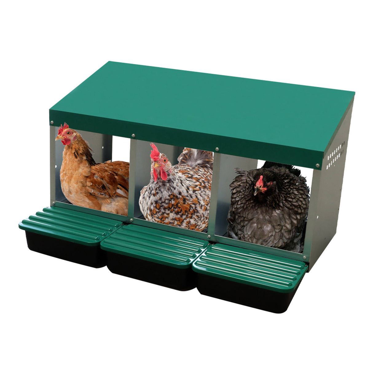 EggHouse galvanized 3-bay nesting box with hens resting inside roll-out compartments for clean and safe egg laying