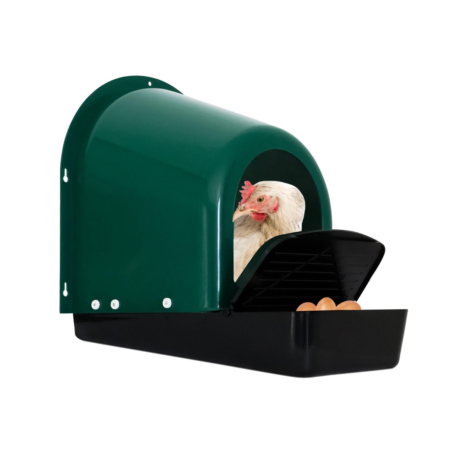 Chicken sitting inside EggHouse roll-out nesting box with freshly laid eggs collected in front tray, showing hygienic design and easy egg access