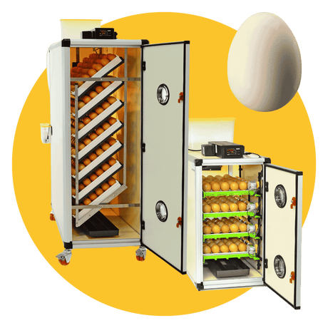 Hatching Time Cimuka. CT and HB series incubators can be seen in image with brown chicken eggs in setting trays. A large white egg can be seen above the incubators.