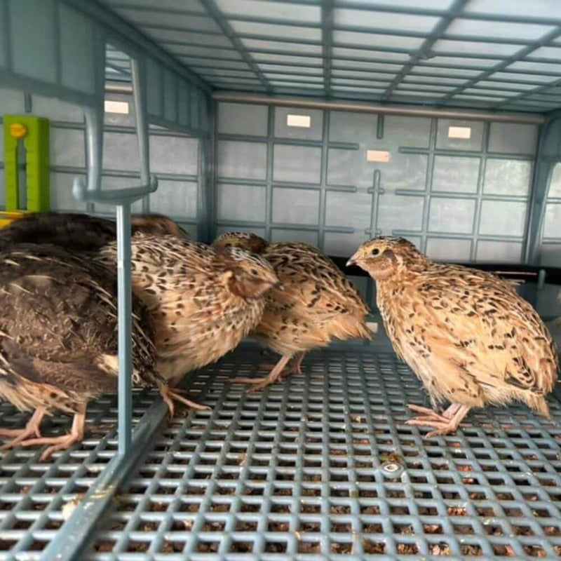 Hatching Time Cimuka. Coturnix Quails can be seen in 9.5 inch brooder.
