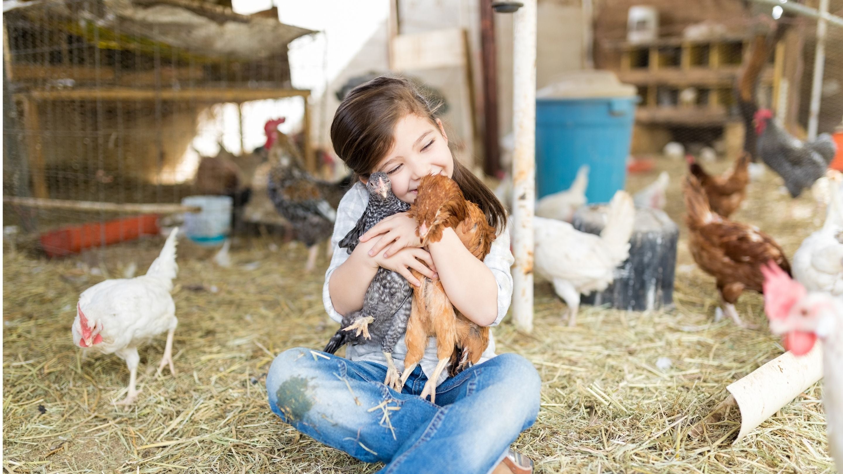 Girl Holding Chicken - Hatching Time