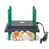 Hatching Time Farmright chick brooder heater plate shown with 3 chicks standing in front of heater.