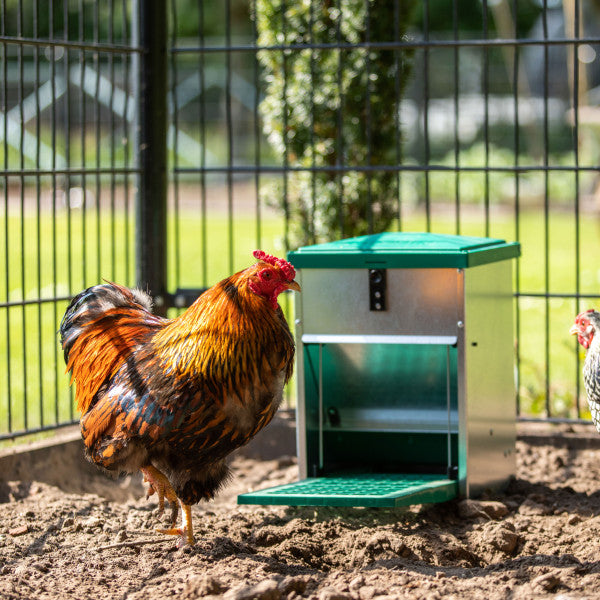 Feedomatic Automatic Treadle Feeder
with a chicken