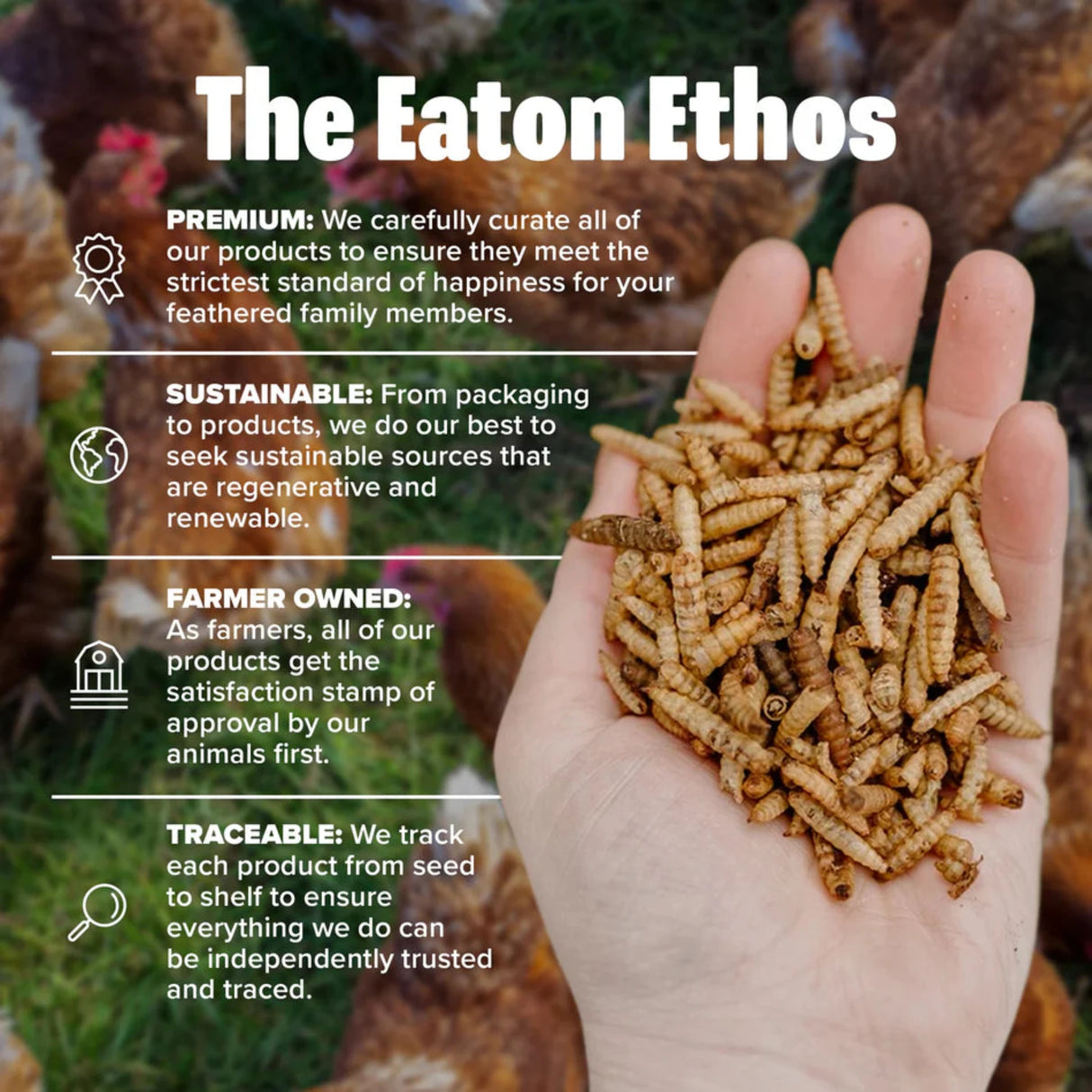 Hatching Time Eaton. Infographic shows premium, sustainable, farmer owned and traceable features of Premium Grub poultry snack. A hand is in the image holding black soldier fly larvae