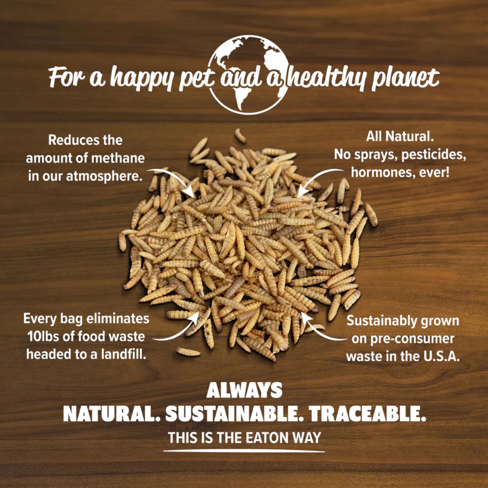 Hatching Time Eaton. Infographic shows sustainability of Premium Grub Poultry Snack. a Pile of black soldier fly larvae can be seen on a table.