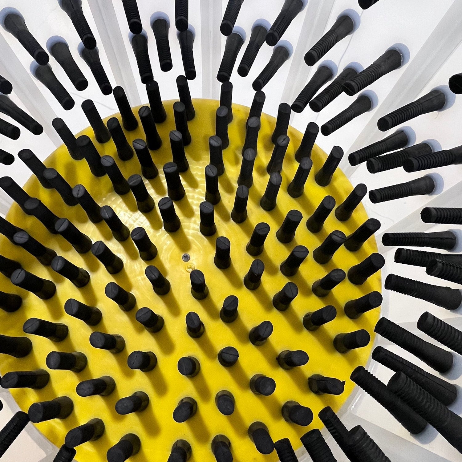 Hatching Time Cimuka. Above view of tub shows plucker fingers inside of feather plucker drum. 