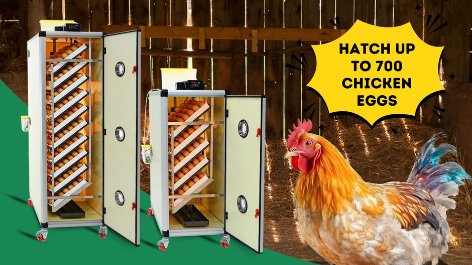 Innovative Poultry Equipment For Poultry Lovers – Hatching Time