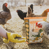 Henhouse Hemp Plus chicken supplement being fed to hens outdoors for better egg quality and feather health.