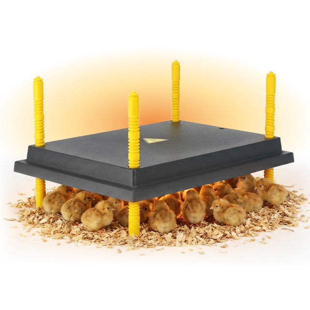 Chicken brooder with chicks on a white background