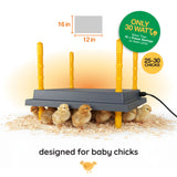 Chicken brooder with chicks and specifications on a white background