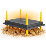 Chicken brooder with chicks on a white background