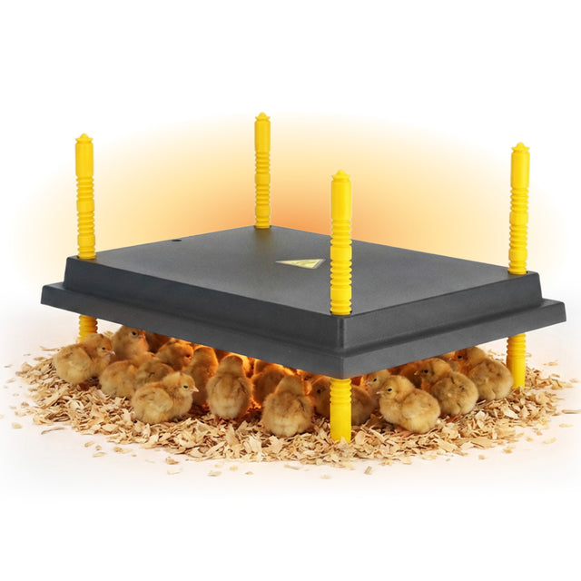 Chicken brooder with chicks on a white background