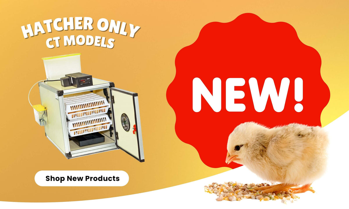 Innovative Poultry Equipment For Poultry Lovers – Hatching Time