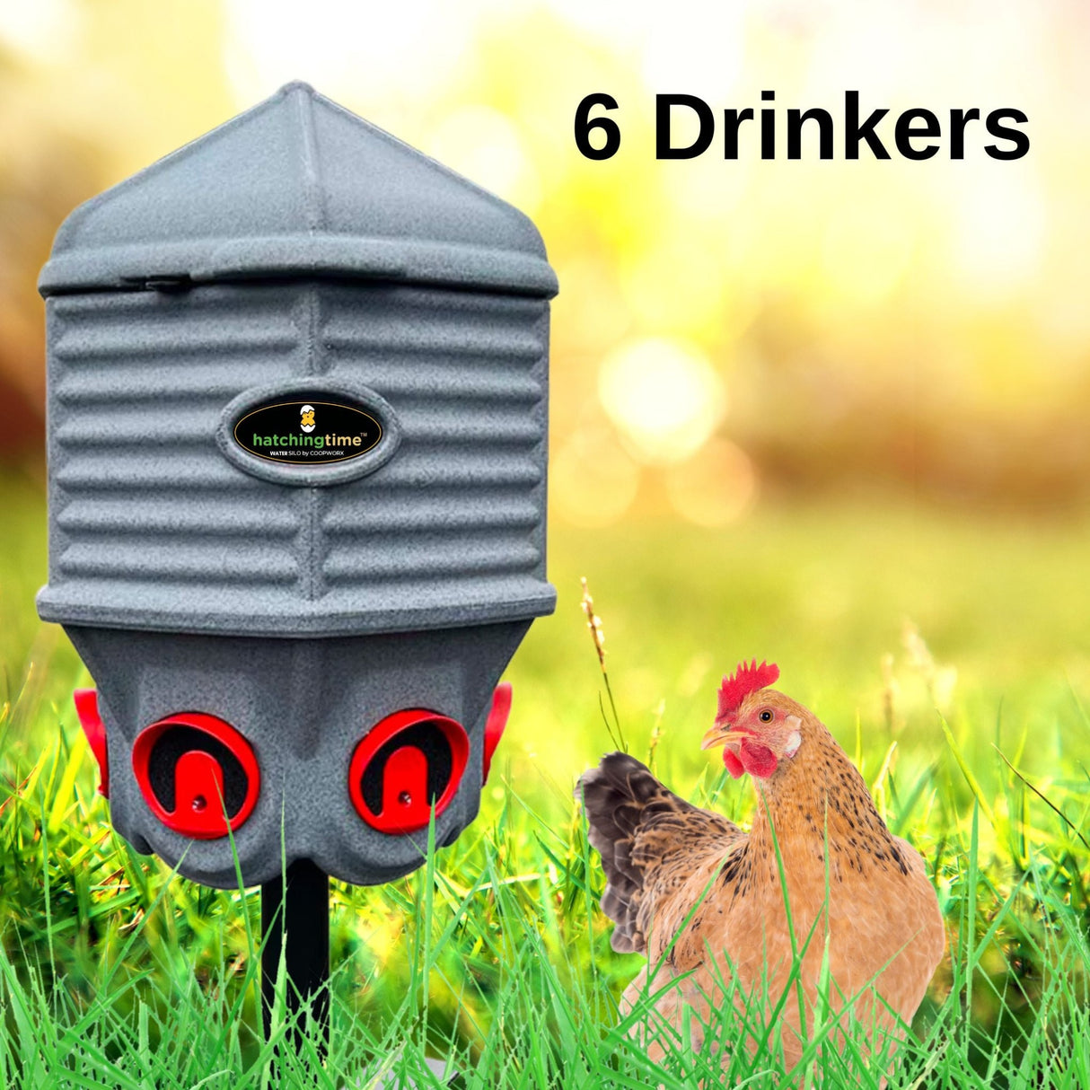 Hatching Time. 8 Gallon drinker can be seen in image in grass next to a chicken. Text reads 6 drinkers.