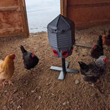 Hatching Time. 40 lb feeder can be seen in chicken coop surrounded by chickens on stand.