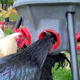 Hatching Time Feed Silo 80 Lb Feeder CoopWorx CWFS-80-A4 Chickens Eating from feed silo. There is a black and a white chicken eating at the same time from different ports.