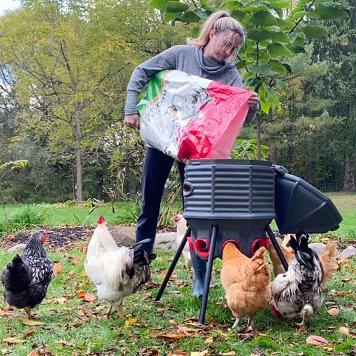 Hatching Time. A woman is shown in image filling 80lb feeder with chicken feed. There are 6 chickens around the feeder in grass.