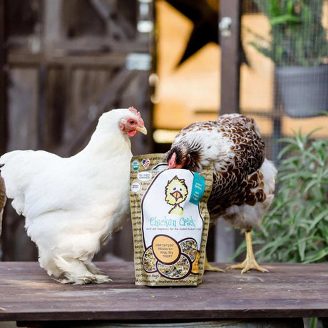 Hatching Time Treats for Chickens. Chicken Crack bag is on table. 2 chickens are eating directly from bag.