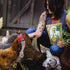 Hatching Time Treats for Chickens. Woman can be seen feeding Chick'n Sea Kelp to 6 chickens in image.