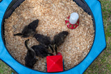 Hatching Time Hen Pen pop up brooder is shown from above with ducklings inside the brooder.