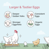 Mile Four (Grower Bundle) Organic Feed & Grit - 12 Week Supply for 6 Pullets