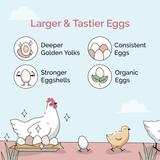 Mile Four (Layer Bundle) Organic Feed - 1 Month Supply for 6 Layer Chickens