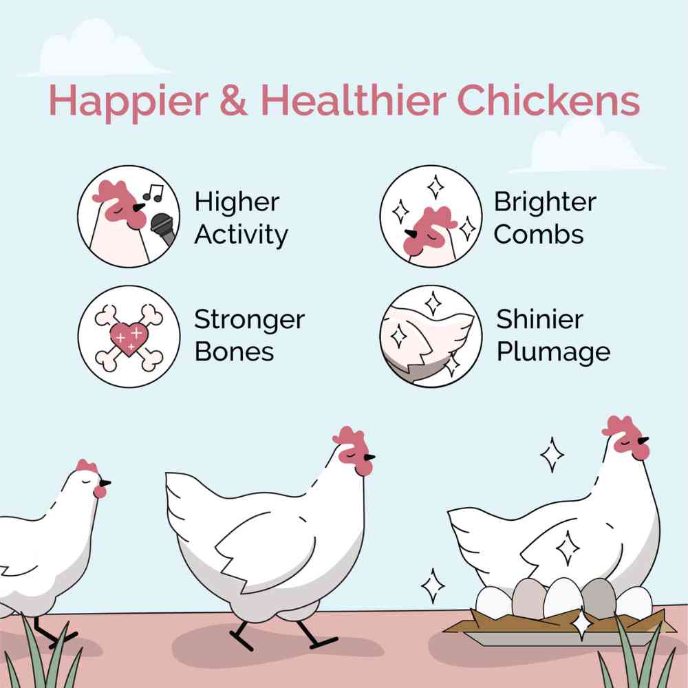 Mile Four Layer Organic Chicken Feed
