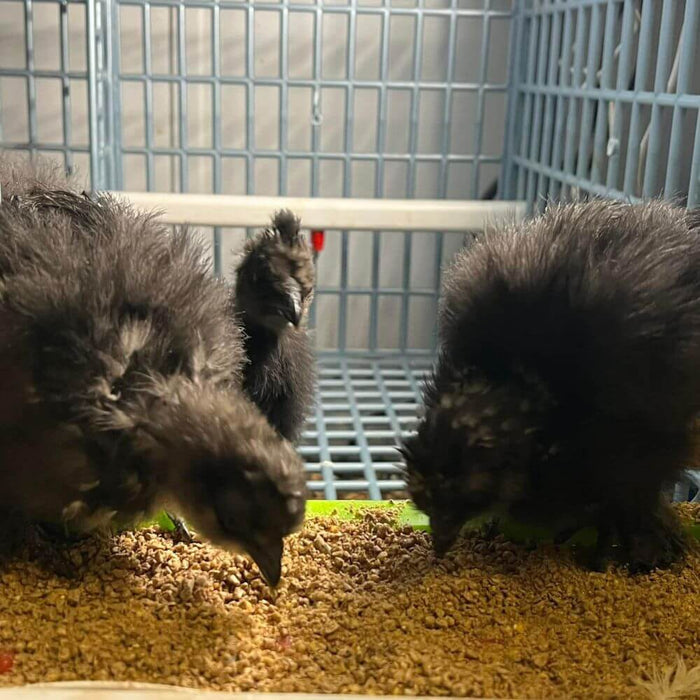 Hatching Time Cimuka. 3 Teen Chickens can be seen eating in grow out pen.