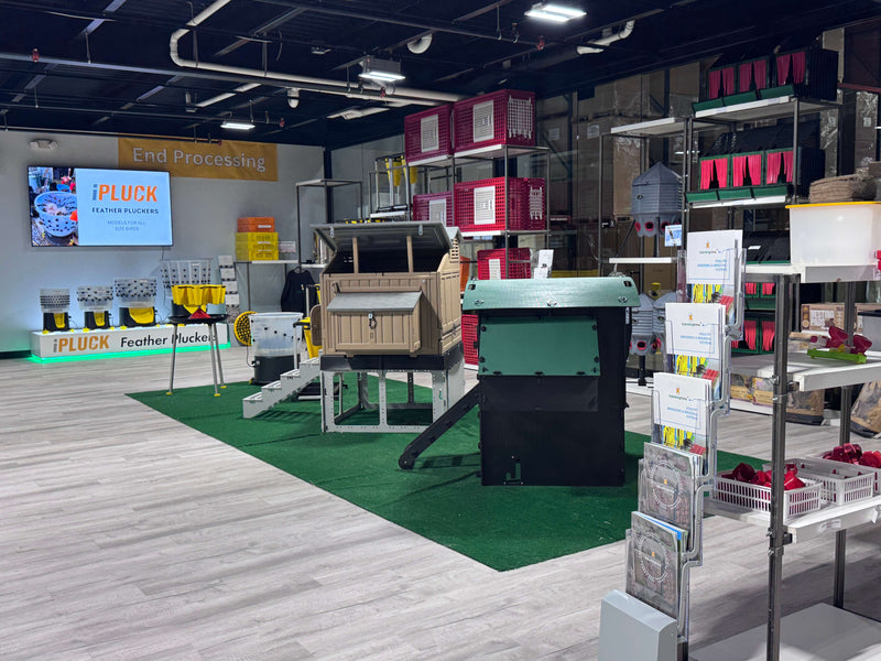 Hatching Time. Chicken coops from Nestera and Formex can be seen assembled on patch of green faux grass in Hatching Time warehouse.