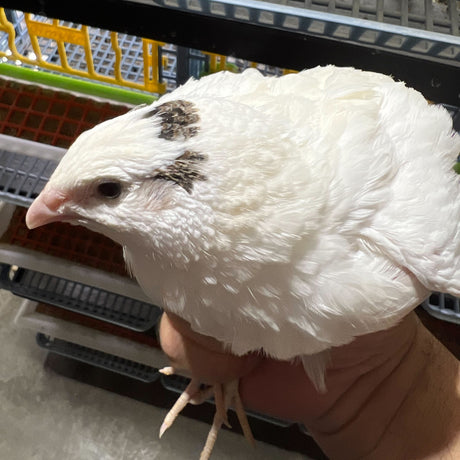 Hatching Eggs: Jumbo Quail - Color Mix