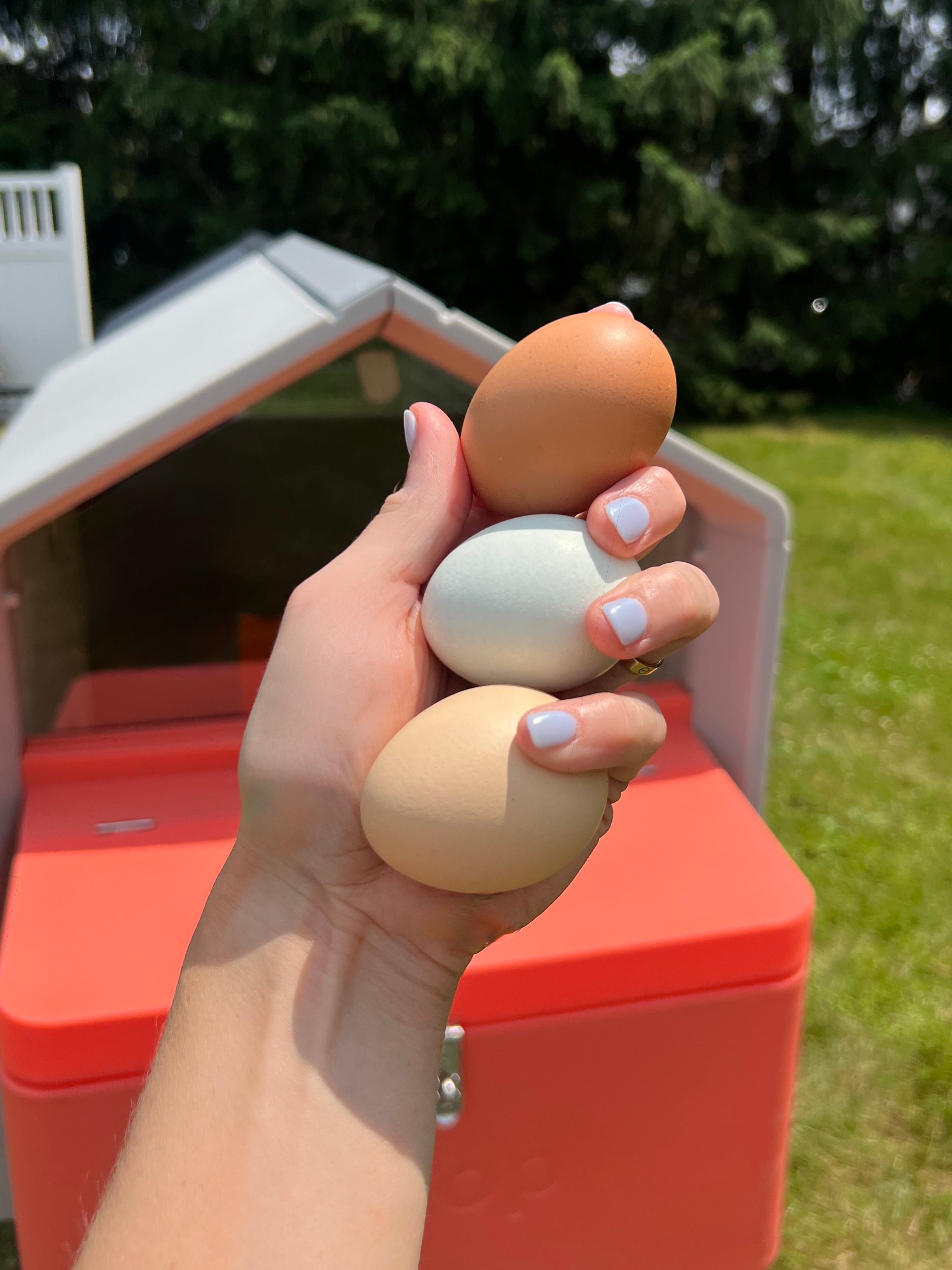 Smart Chicken Coop (4–8 Chickens) w/ Steel Run | Hatching Time