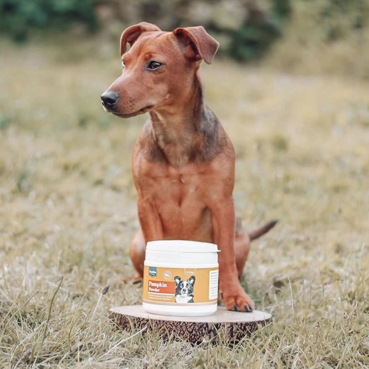 Dog sitting outdoors with Karnlea pumpkin powder supplement container