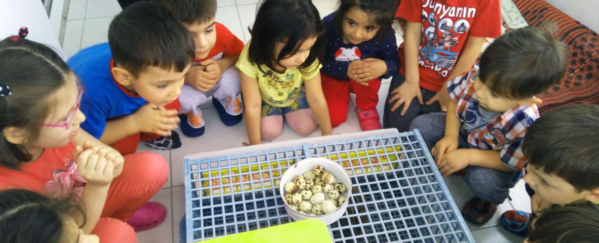 Kids watching quail