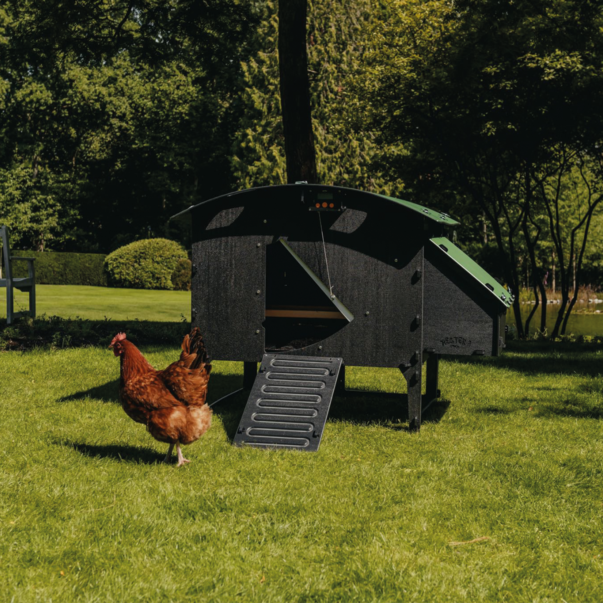 Hatching Time Nestera. Large Lodge coop can be seen in image on grass. Coop has door open with automatic coop opener. Ramp is leading up to opening for easy chicken access. Nesting box is on side connected to chicken coop, with lifting door for easy egg access. Roof of coop is slanted to prevent roosting. Chicken can be seen in grass next to coop for size scale.